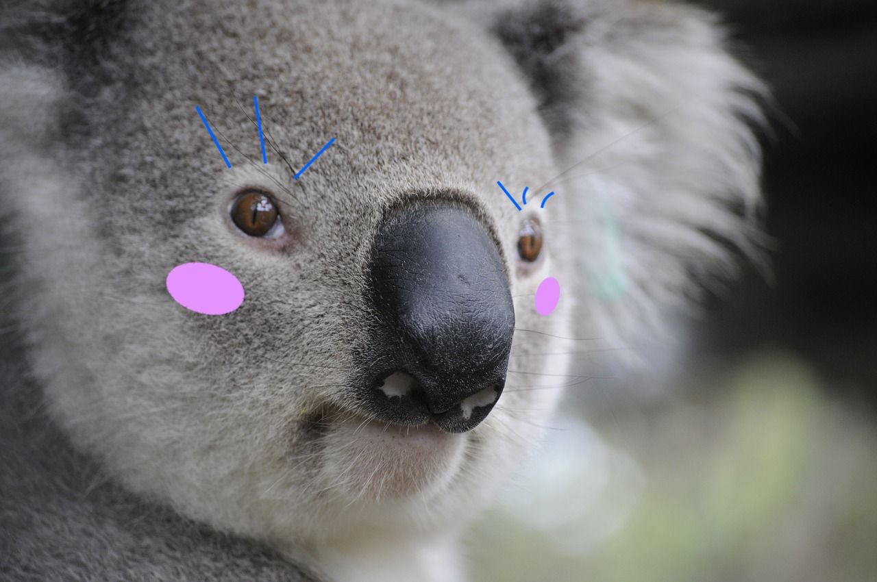 6-Koala-Makeup